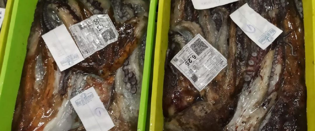 Pulpo en la lonja de A Coruña Pulpo en la lonja de A Coruña