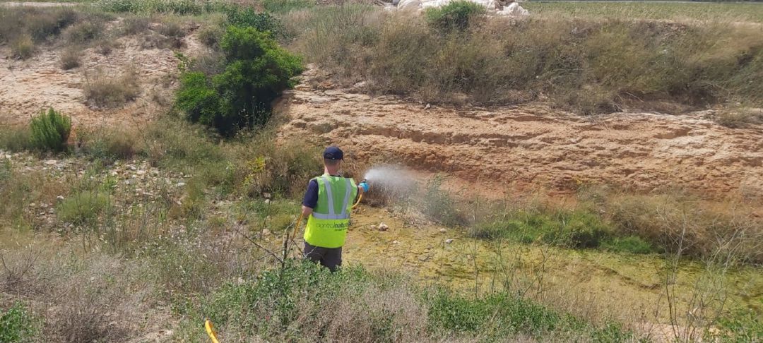 Tratamientos contra el mosquito tigre Tratamientos contra el mosquito tigre