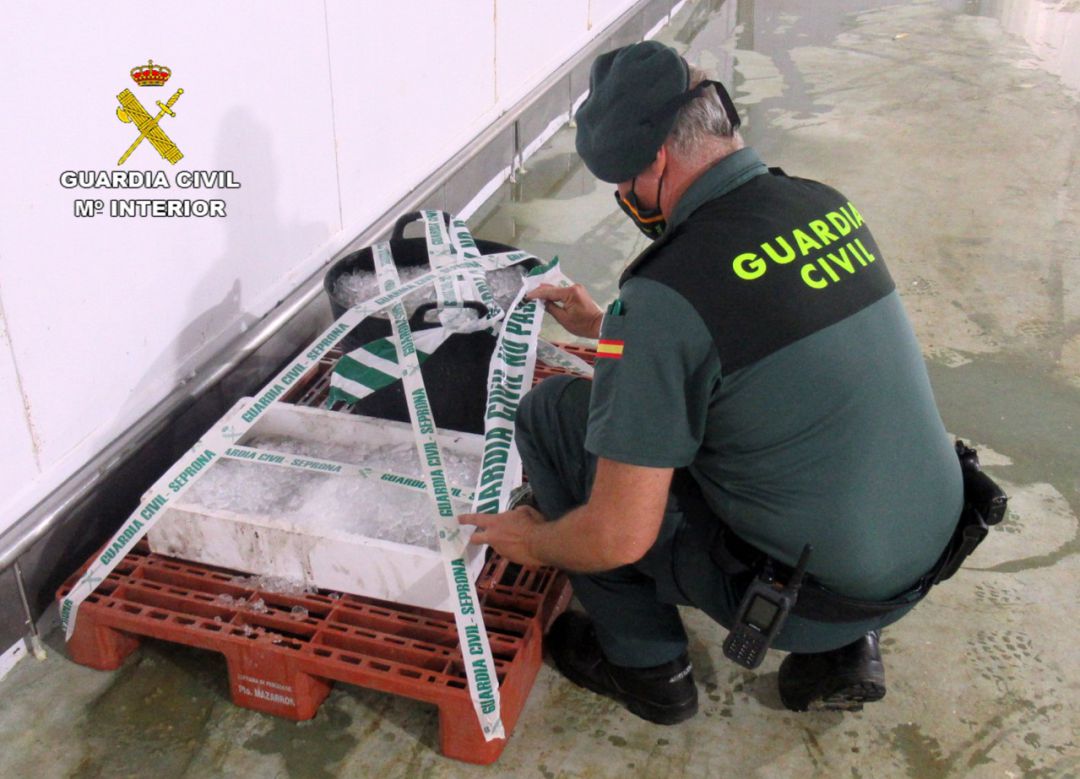 Incautados 35 kilos de pulpo capturado ilegalmente en Puerto de Mazarrón Incautados 35 kilos de pulpo capturado ilegalmente en Puerto de Mazarrón