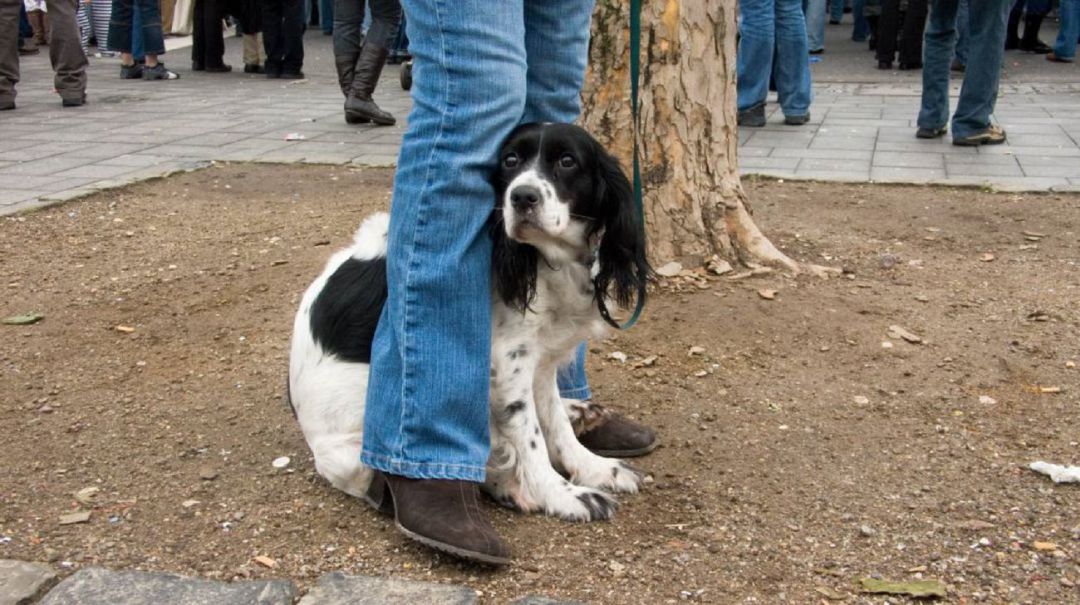 El cuidado de nuestros animales es muy relevante El cuidado de nuestros animales es muy relevante