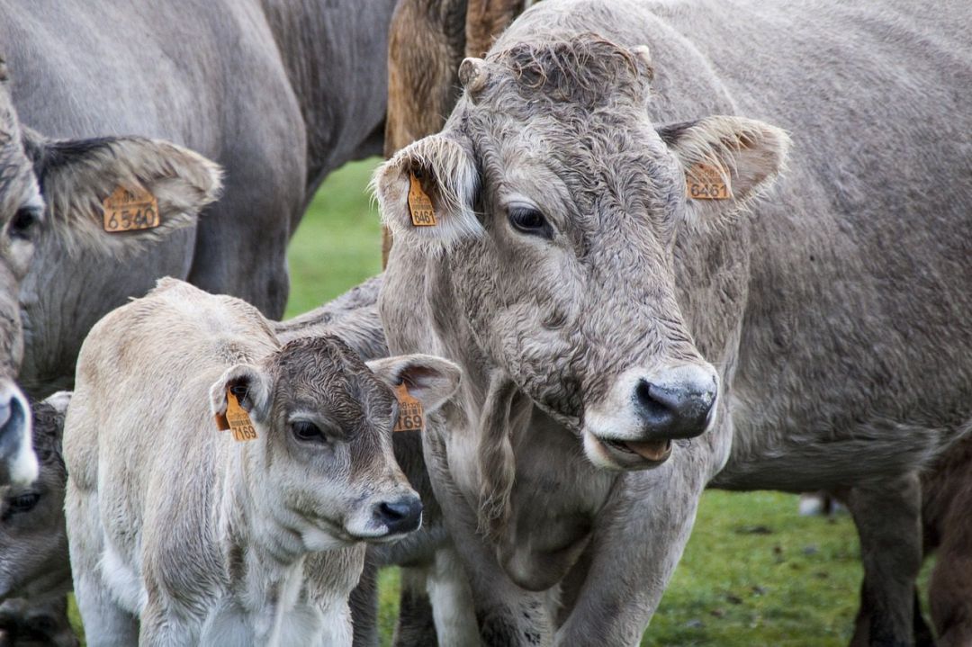Ganado vacuno criado en losvalles de Asturias. Ganado vacuno criado en losvalles de Asturias.