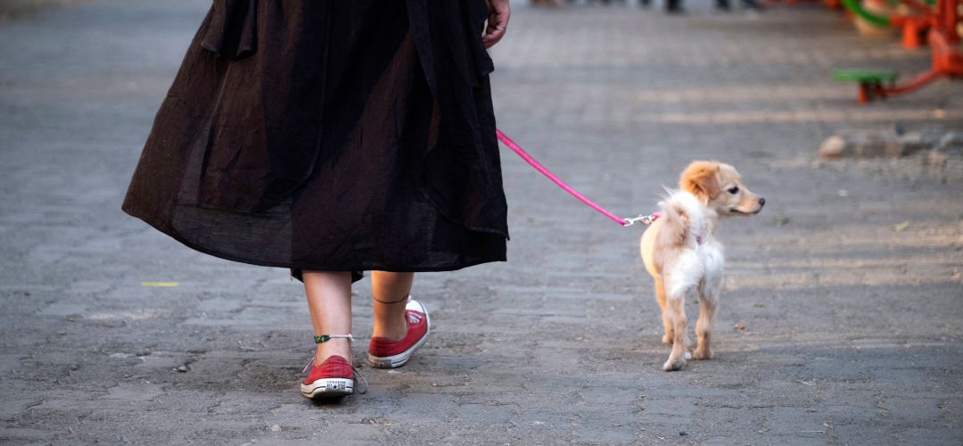 Una mujer paseando un perro Una mujer paseando un perro