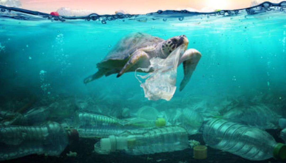 Basura marina Basura marina