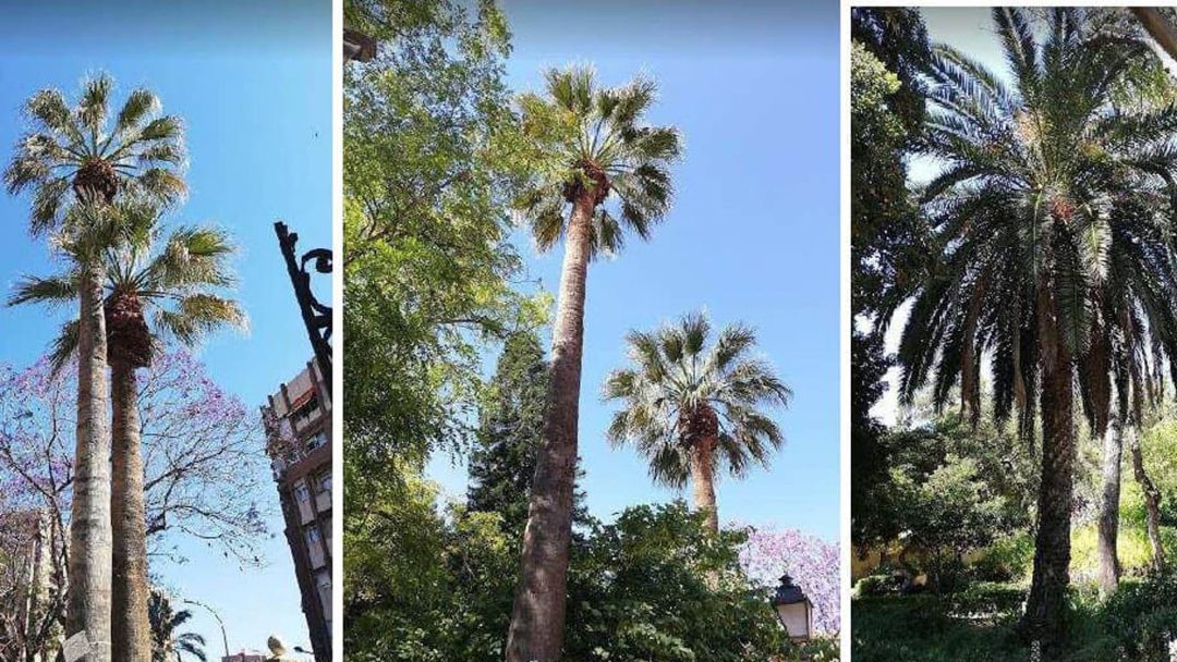 Palmeras de València Palmeras de València