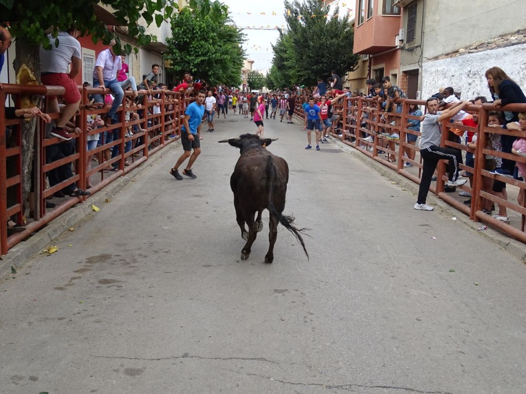 'Suelta de la vaquilla' en las Fiestas de la Juventud (IMAGEN ARCHIVO) 'Suelta de la vaquilla' en las Fiestas de la Juventud (IMAGEN ARCHIVO)
