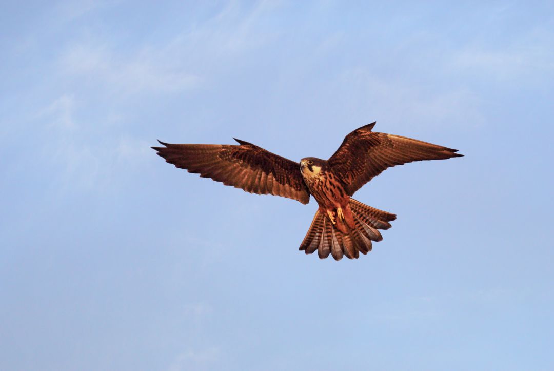 Halcón de Eleonora (Falco eleonorae) Halcón de Eleonora (Falco eleonorae)