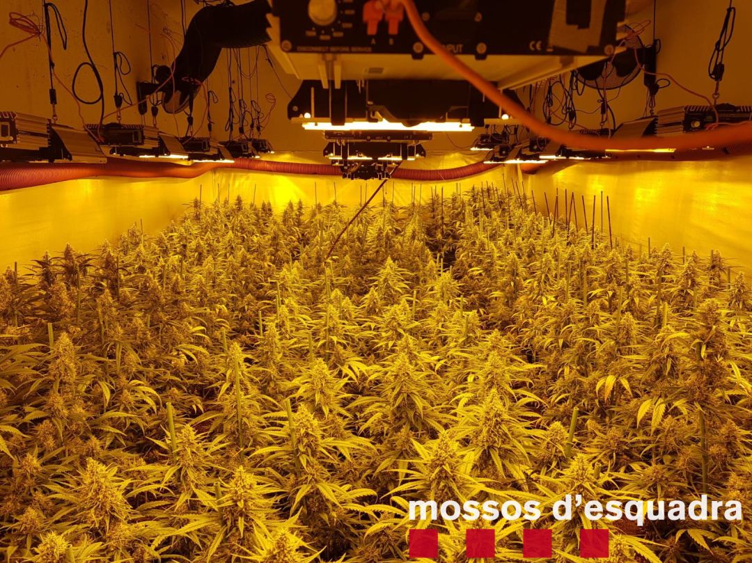 Plantació interior de marihuana descoberta pels Mossos d'Esquadra a Guissona Plantació interior de marihuana descoberta pels Mossos d'Esquadra a Guissona