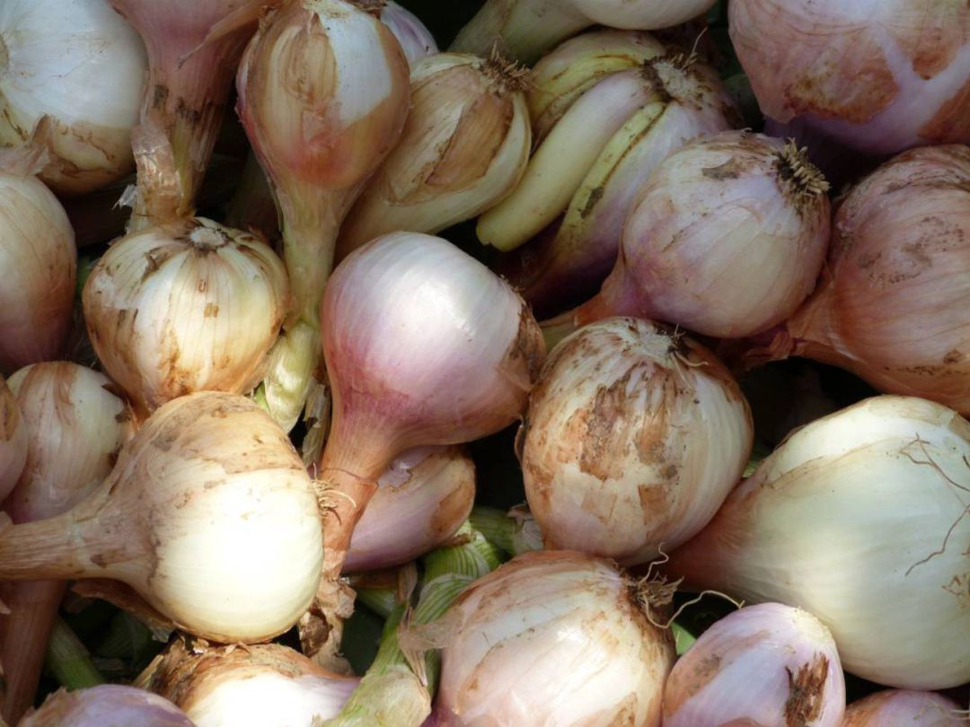 Cebollas Cebollas