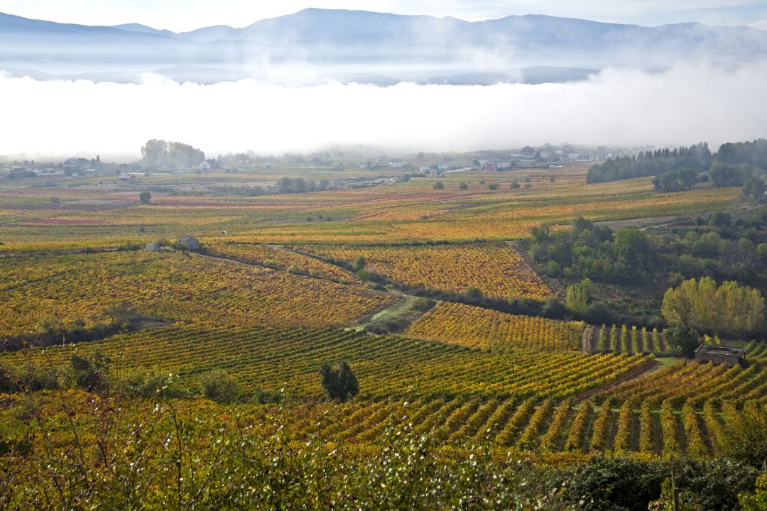 Paisaje de viñedos en la comarca del Bierzo. Paisaje de viñedos en la comarca del Bierzo.