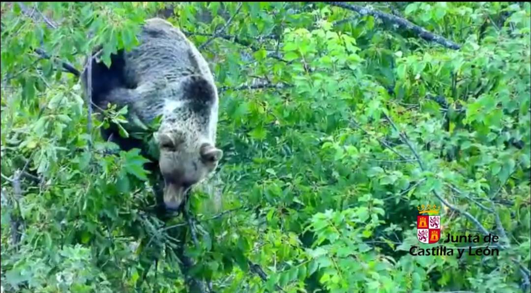 Oso pardo Oso pardo