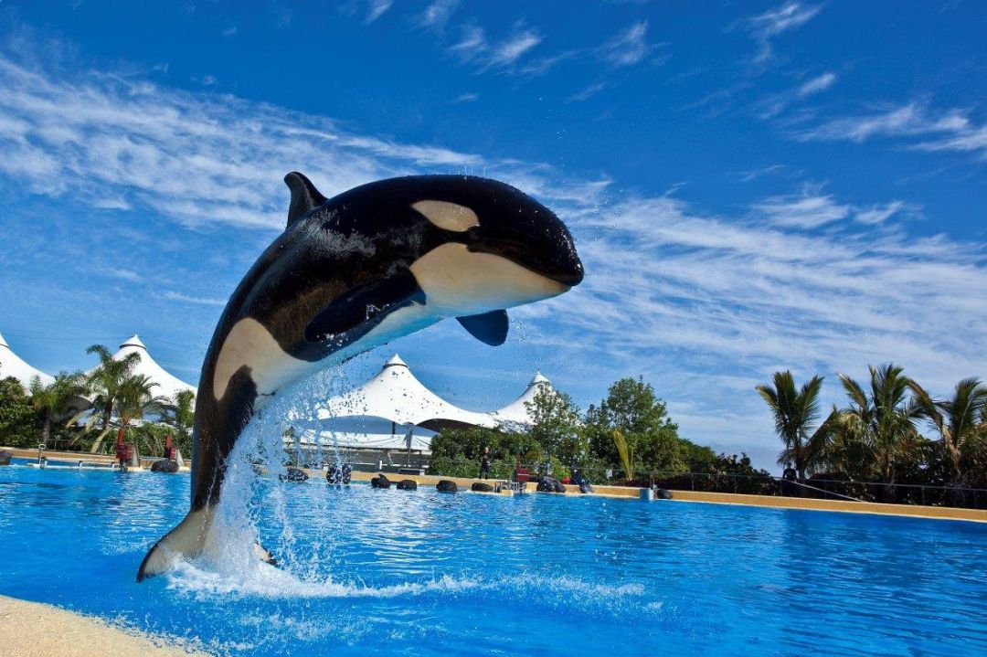 Loro Parque y Siam Park de Tenerife. Loro Parque y Siam Park de Tenerife.