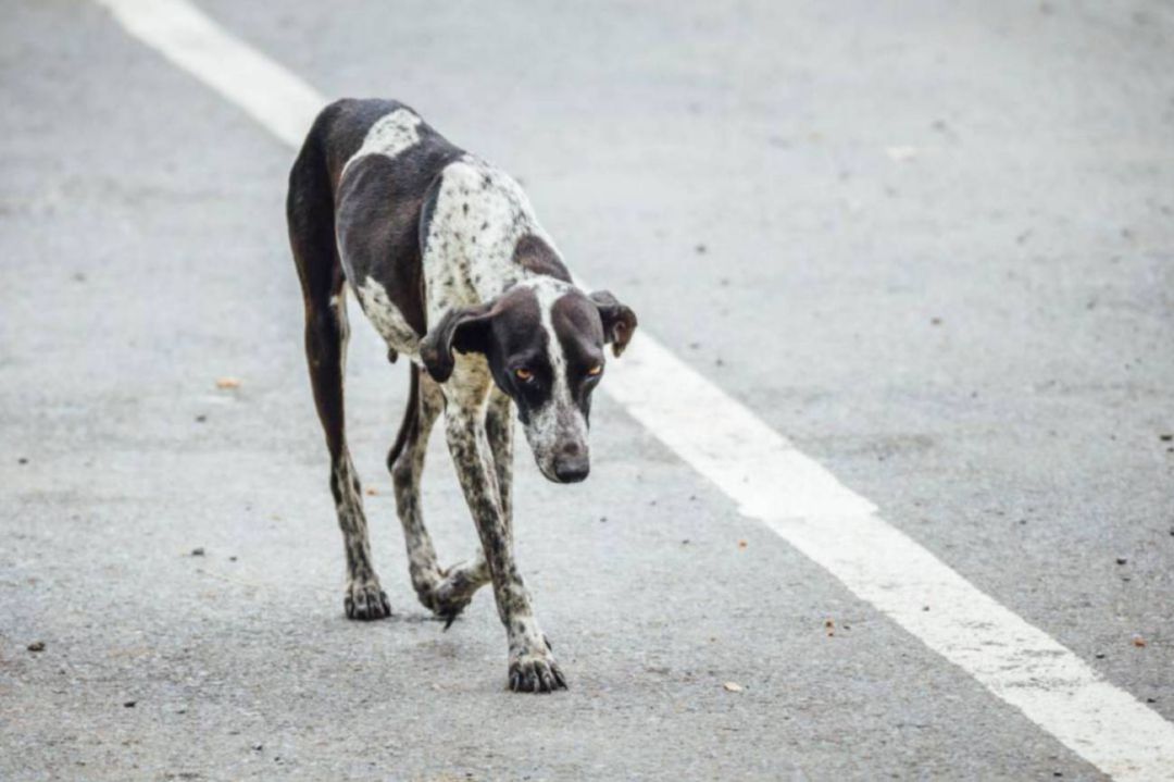 Un perro abandonado vaga por una carretera Un perro abandonado vaga por una carretera