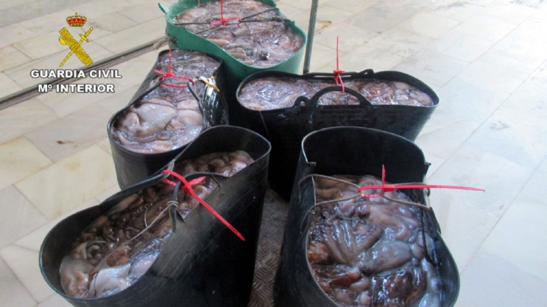La Guardia Civil intercepta a un pescador furtivo con 200 kilos de pulpo en Aguilas La Guardia Civil intercepta a un pescador furtivo con 200 kilos de pulpo en Aguilas