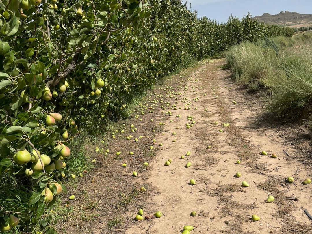 Una finca de pera Ercolini en Jumilla Una finca de pera Ercolini en Jumilla