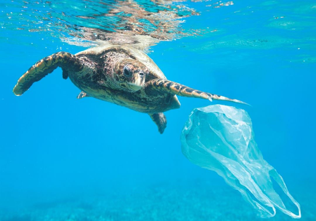 Tortuga marina junto a una bolsa de plástico. Tortuga marina junto a una bolsa de plástico.