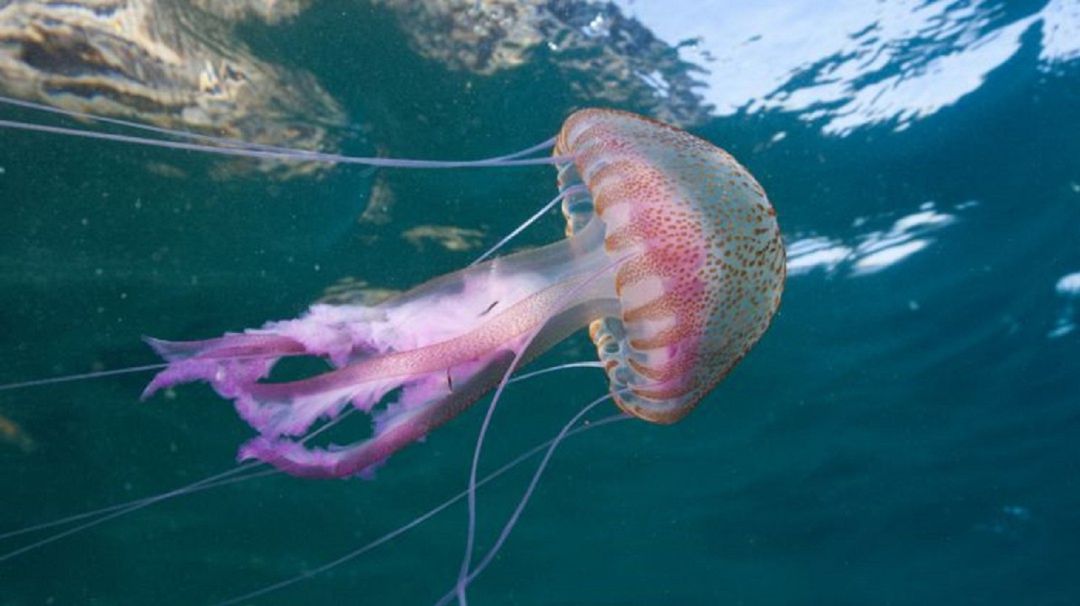 Imagen de una medusa Imagen de una medusa