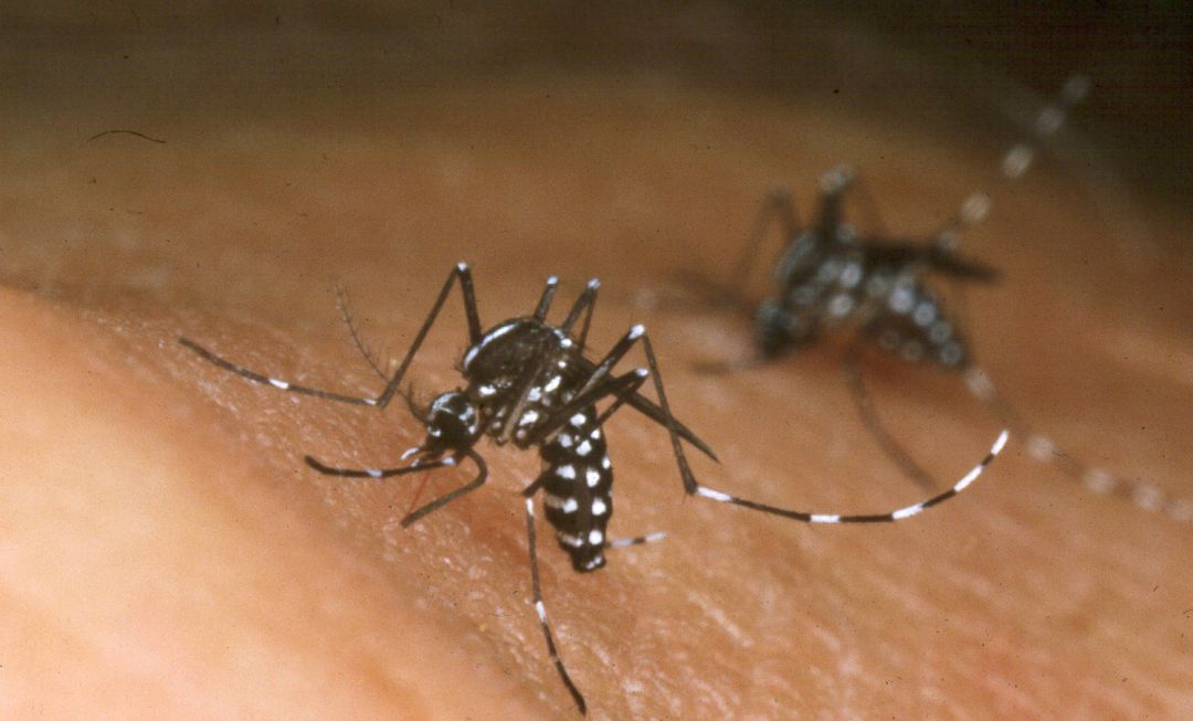 Un mosquito sobre la piel. Un mosquito sobre la piel.