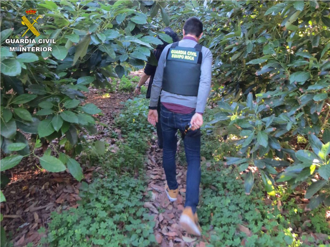 Agentes de la Guardia Civil en la plantación de aguacates Agentes de la Guardia Civil en la plantación de aguacates