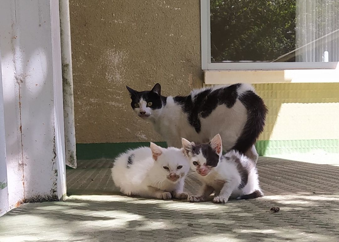 El Ayuntamiento obligará a identificar a gatos y hurones como a los perros El Ayuntamiento obligará a identificar a gatos y hurones como a los perros