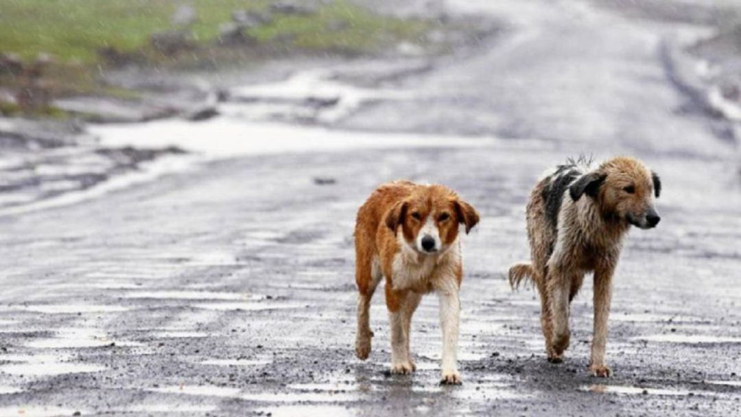 Perros abandonados Perros abandonados