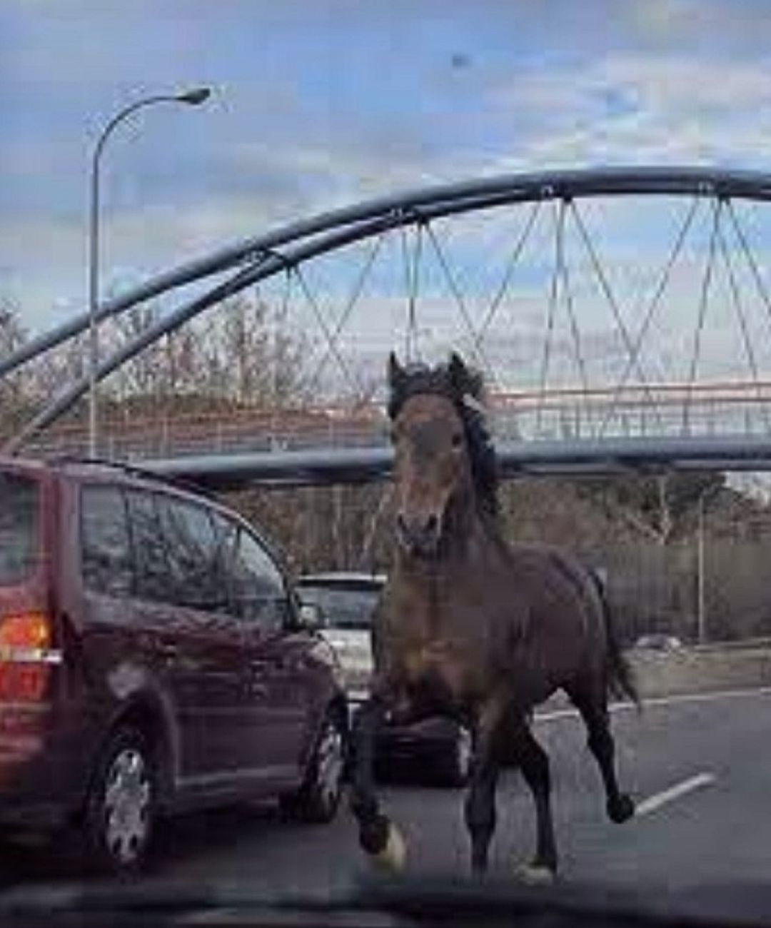 El dueño del caballo se enfrenta a una sanción económica El dueño del caballo se enfrenta a una sanción económica