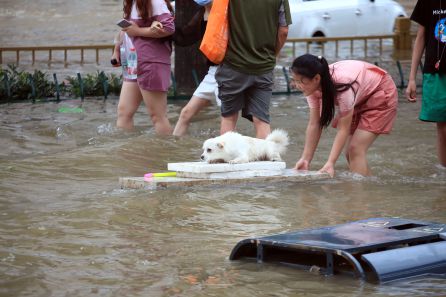 Una chica ayuda a un perro en las inundaciones ocurridas en China. Una chica ayuda a un perro en las inundaciones ocurridas en China.