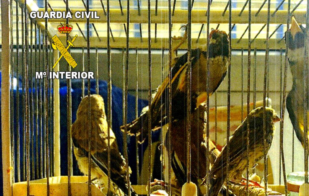 Aves que había capturado el hombre investigado. Aves que había capturado el hombre investigado.