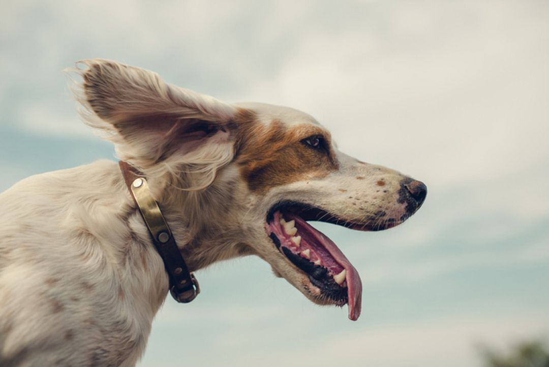 En 2020 un total de 162.000 perros fueron recogidos por las protectoras de animales en España
En 2020 un total de 162.000 perros fueron recogidos por las protectoras de animales en España
