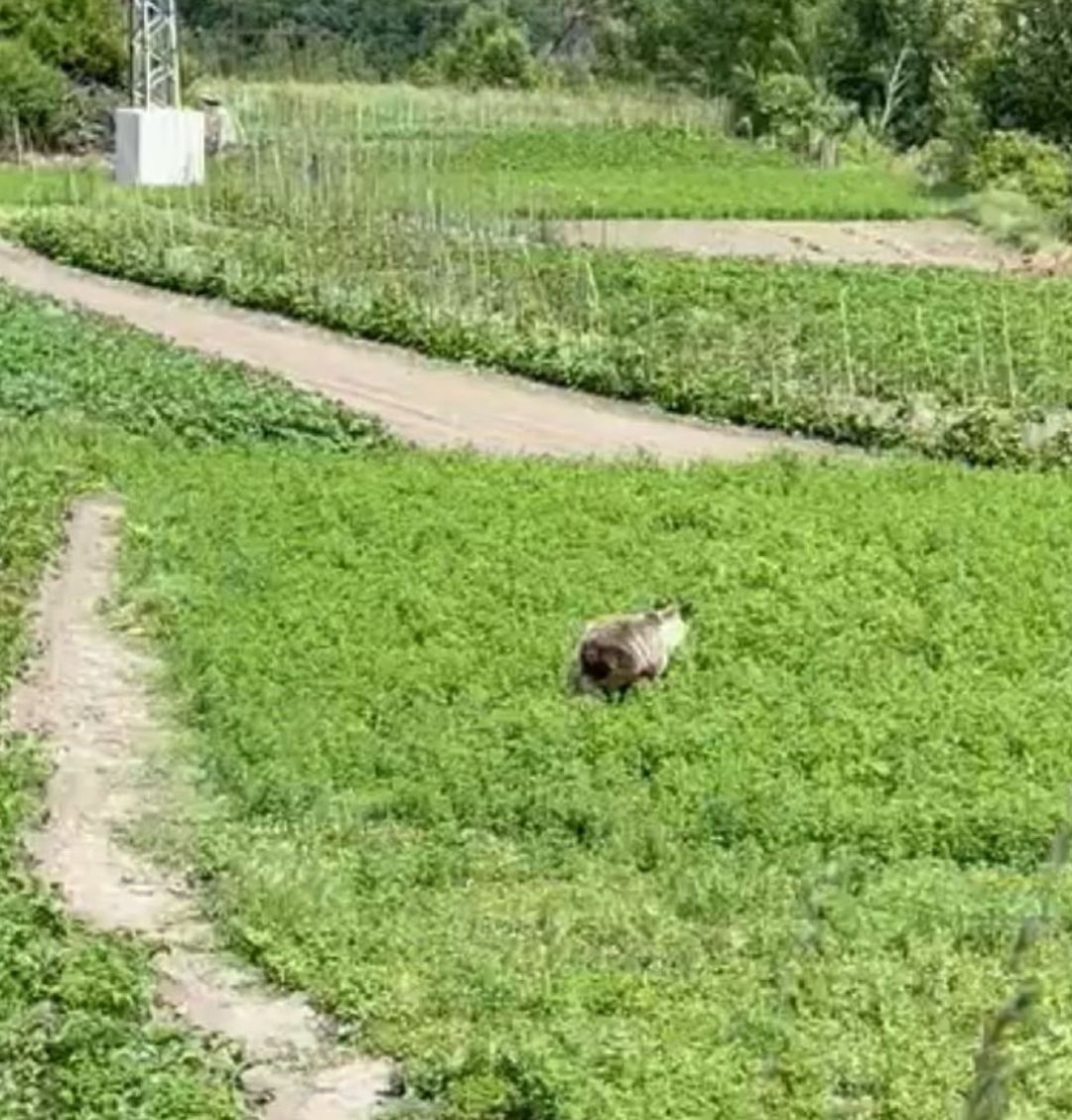 El oso, en los huertos de Palacios El oso, en los huertos de Palacios
