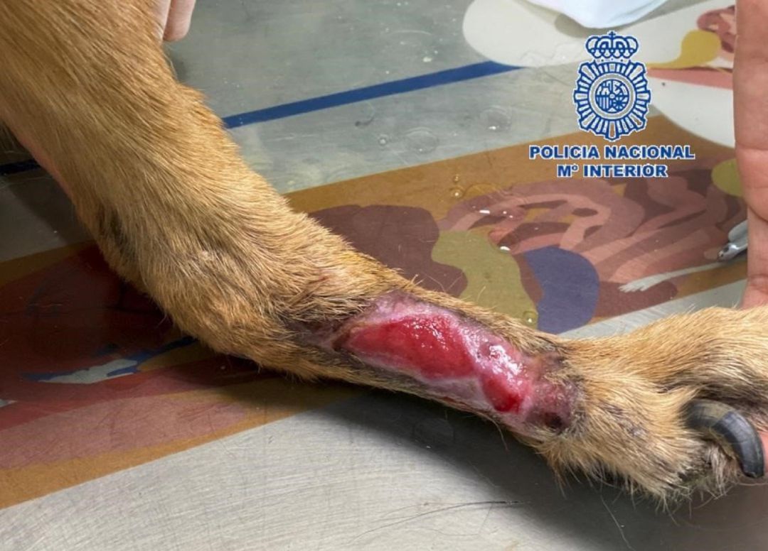 Herida del perro que vivía en situación de abandono en la terraza del domicilio de su dueña Herida del perro que vivía en situación de abandono en la terraza del domicilio de su dueña
