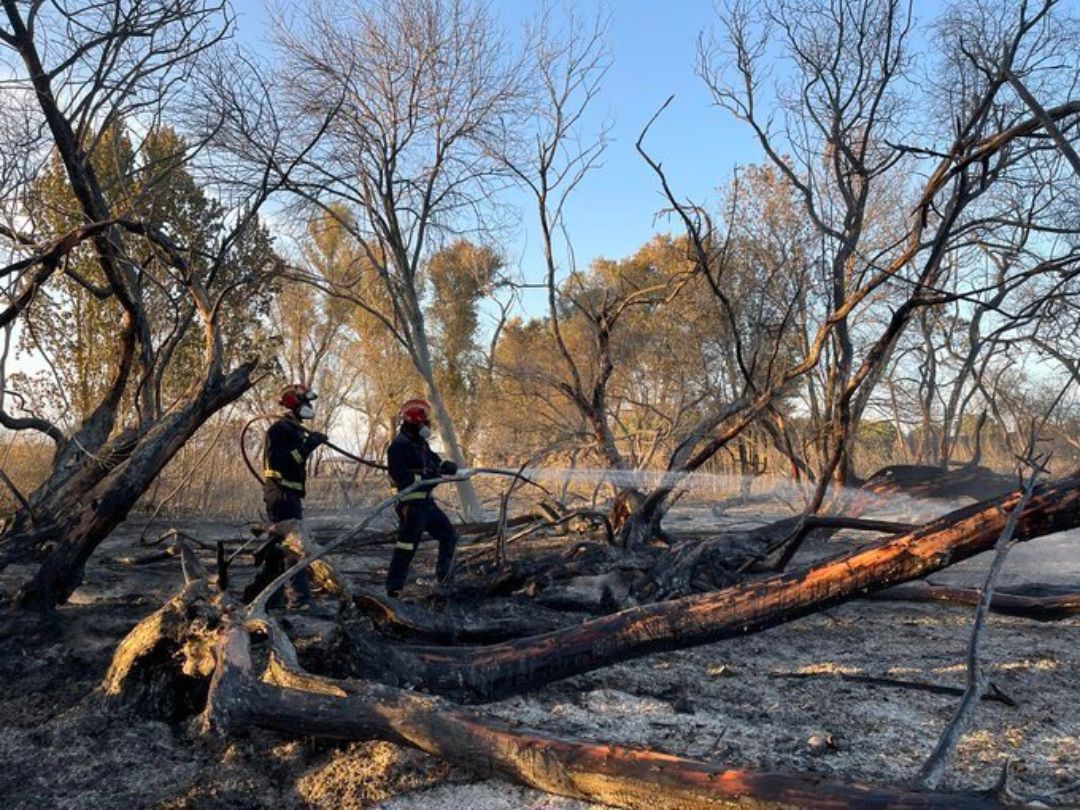 Extinguido el incendio de vegetación en Fuente El Saz (Madrid) tras provocar la intoxicación de 16 personas Extinguido el incendio de vegetación en Fuente El Saz (Madrid) tras provocar la intoxicación de 16 personas