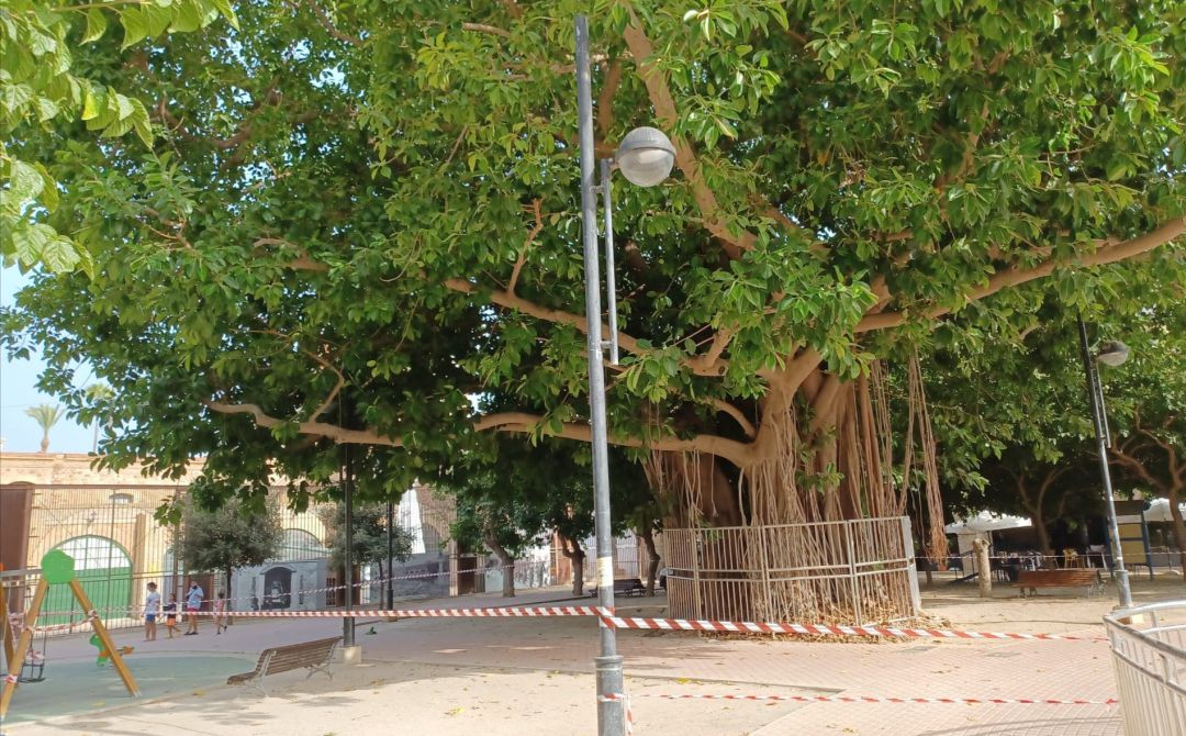 Protección de árboles monumentales para evitar caída de ramas Protección de árboles monumentales para evitar caída de ramas