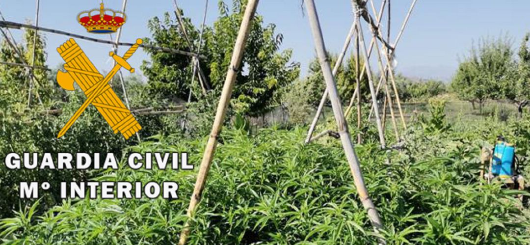 Plantación intervenida por la Guardia Civil. Plantación intervenida por la Guardia Civil.