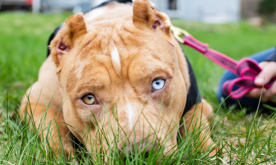 Un pitbull, considerado un perro potencialmente peligroso Un pitbull, considerado un perro potencialmente peligroso