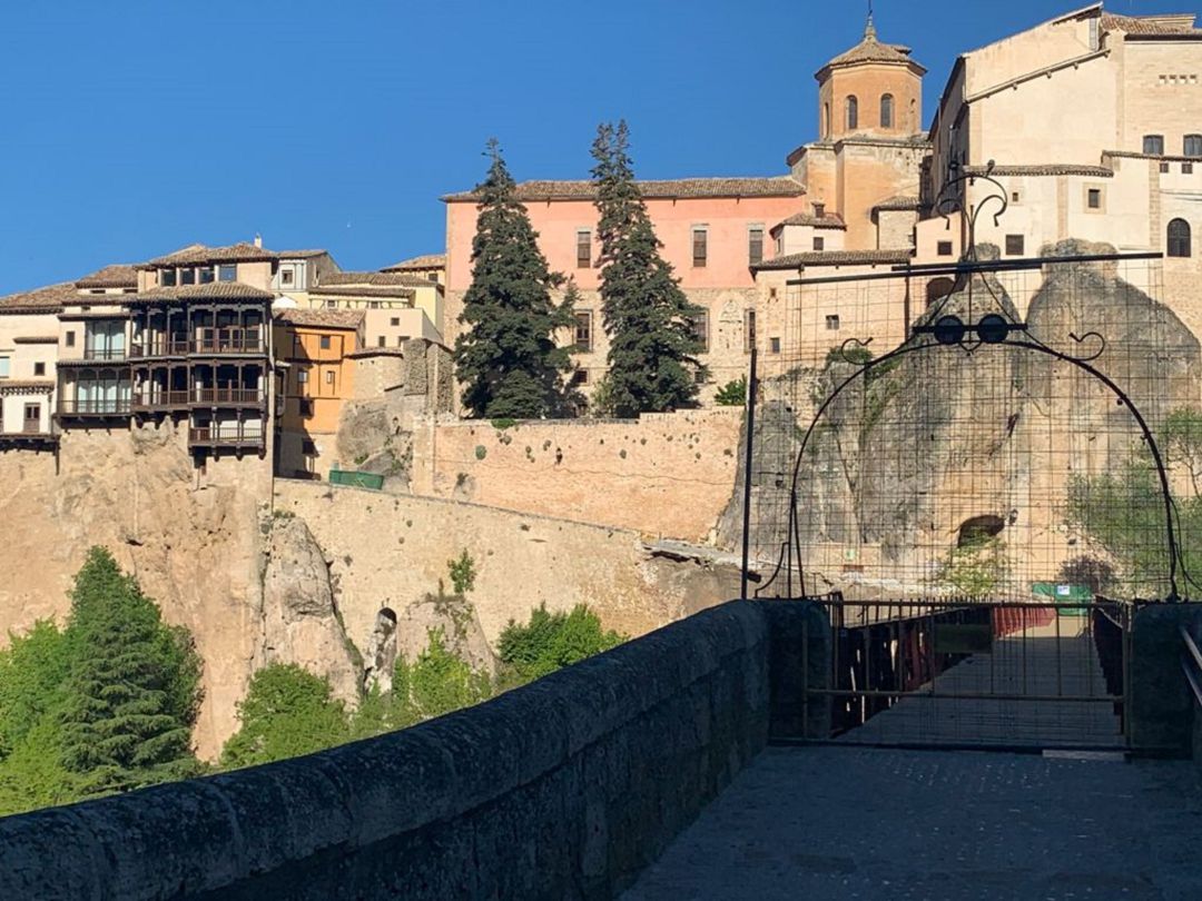 Las dos"Abies Pinsapo" que estaban ubicadas en el patio trasero de la Catedral Las dos"Abies Pinsapo" que estaban ubicadas en el patio trasero de la Catedral