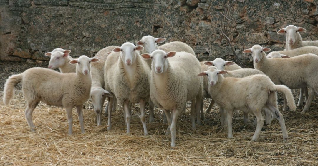 L'illa ja compta amb dues races autòctones L'illa ja compta amb dues races autòctones