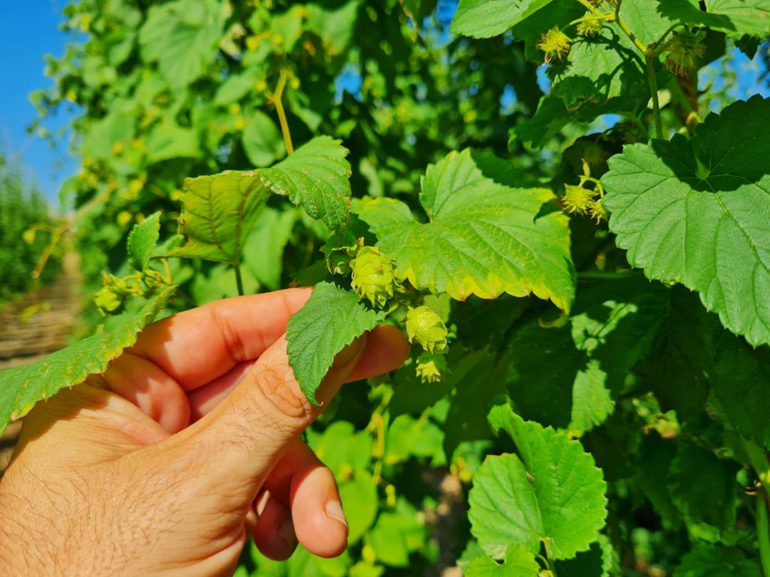Detalle de la planta del lúpulo con la que se elabora la cerveza Detalle de la planta del lúpulo con la que se elabora la cerveza