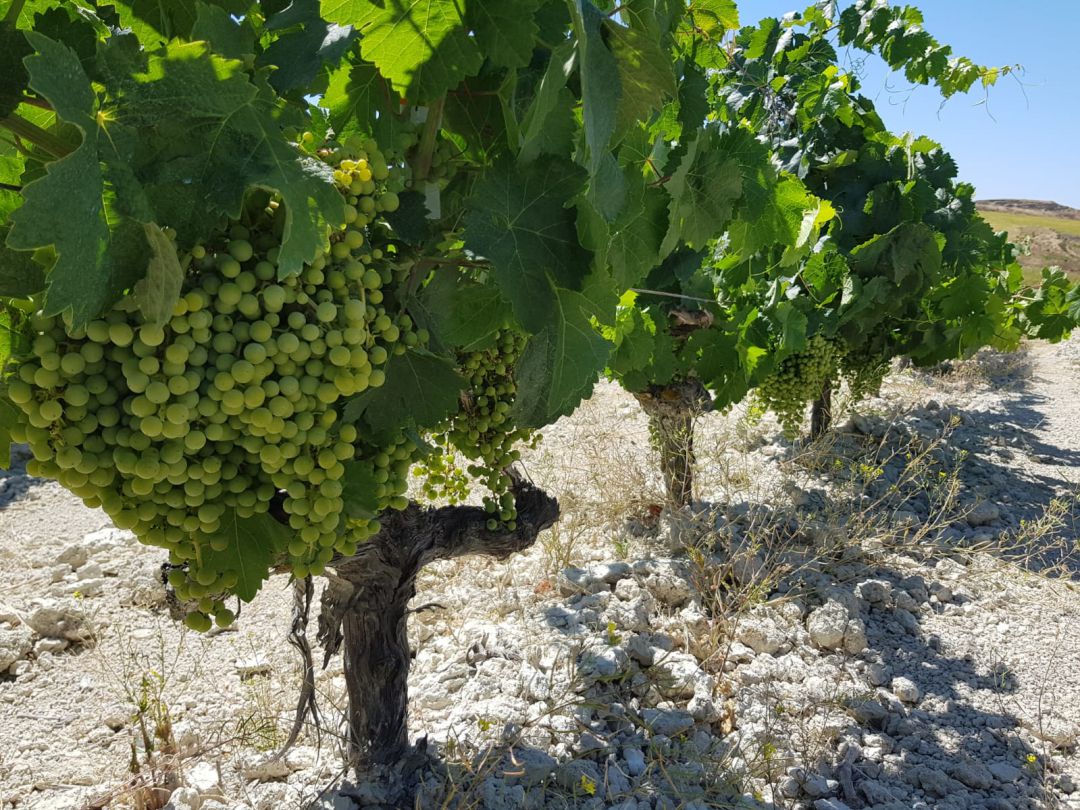 Cepa en una viña del Marco de Jerez Cepa en una viña del Marco de Jerez