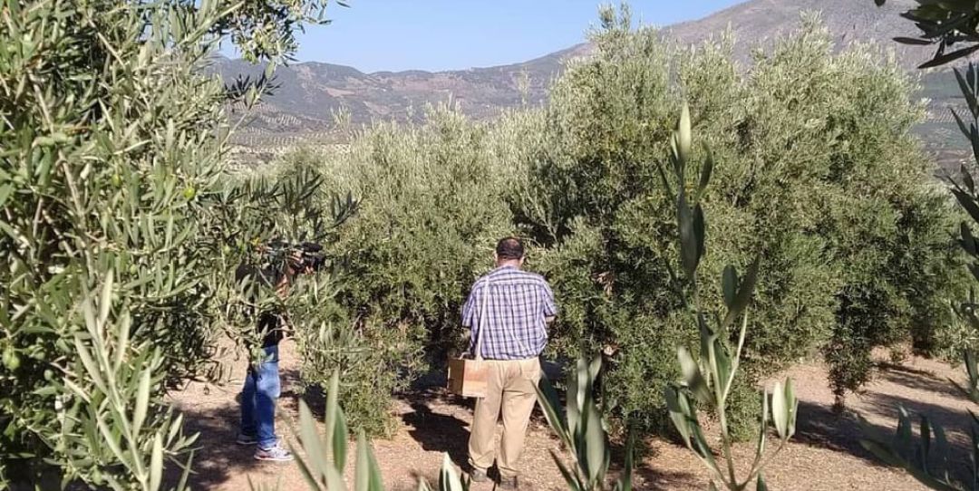 Bernardo García uno de los técnicos del CRDO Sierra Mágina, recoge muestras en uno de los olivares de Sierra Mágina Bernardo García uno de los técnicos del CRDO Sierra Mágina, recoge muestras en uno de los olivares de Sierra Mágina
