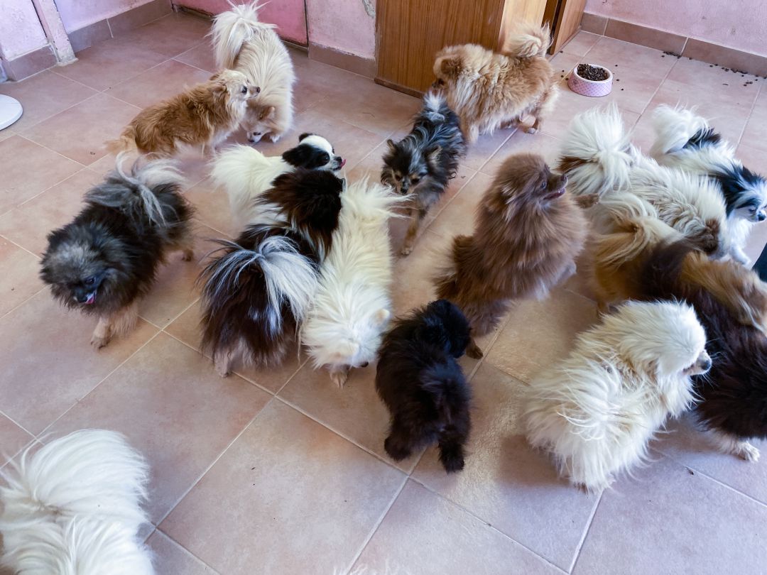 Criadero ilegal de perros Criadero ilegal de perros