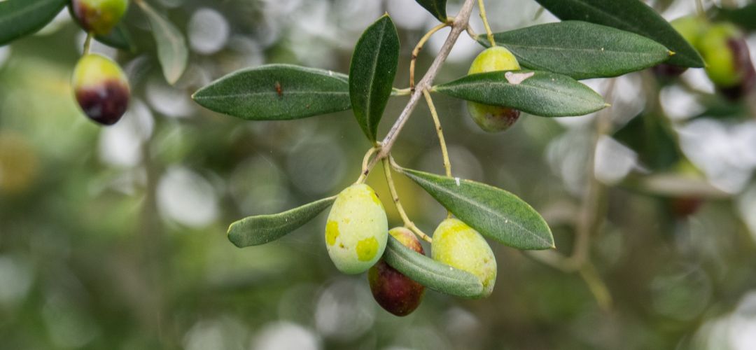 El tercer simposio 'Aceite de Oliva y Salud', llegará a Jaén el próximo mes de diciembre. El tercer simposio 'Aceite de Oliva y Salud', llegará a Jaén el próximo mes de diciembre.
