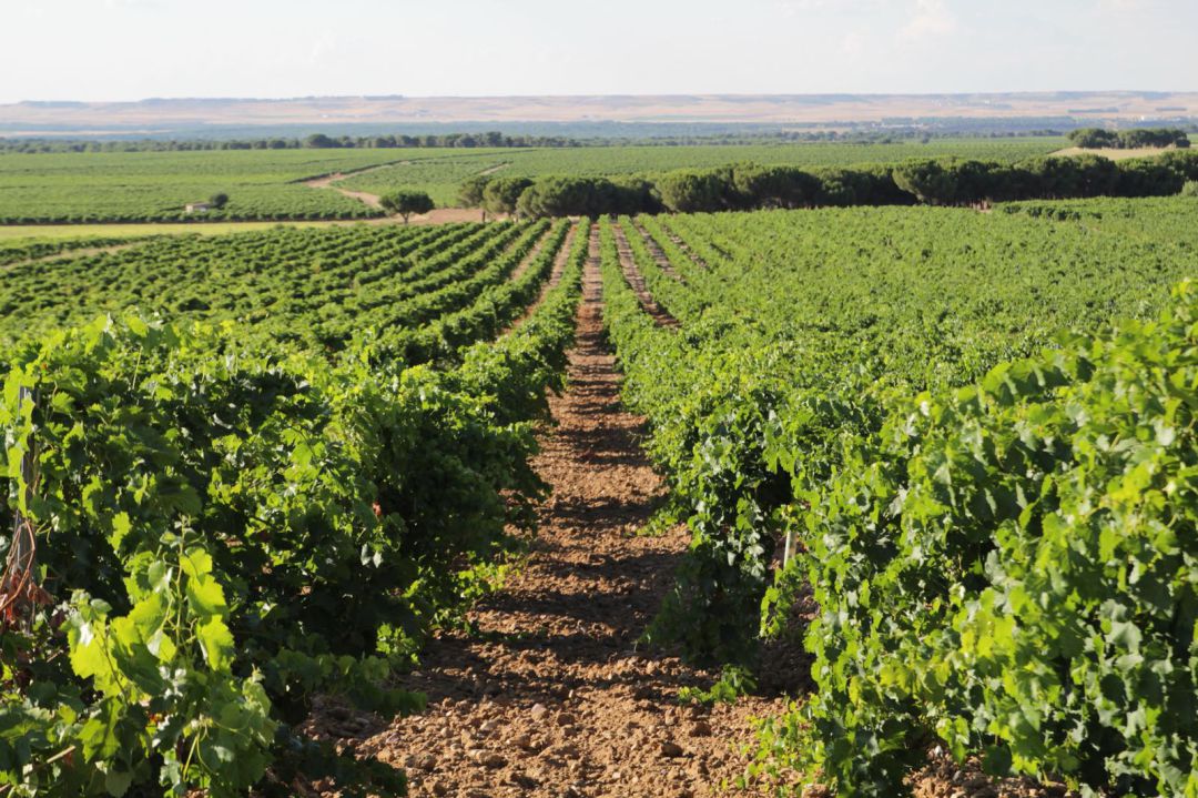 Los viñedos de la DO Rueda está en pleno crecimiento a la espera del inicio de vendimia Los viñedos de la DO Rueda está en pleno crecimiento a la espera del inicio de vendimia