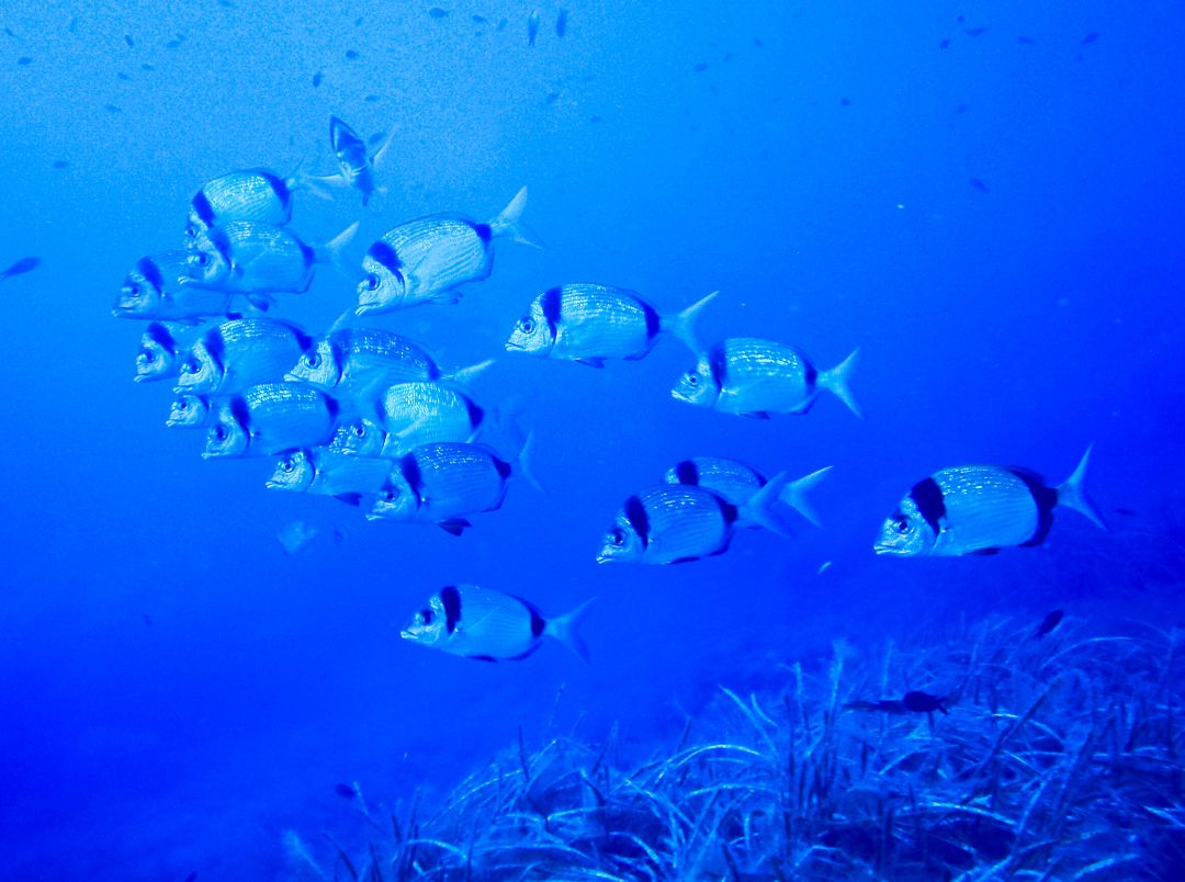 Les aigües superficials de la reserva marina han experimentat un increment de la biomassa en general, però no de la quantitat d'exemplars d'espècies més preuades per la restauració. Les aigües superficials de la reserva marina han experimentat un increment de la biomassa en general, però no de la quantitat d'exemplars d'espècies més preuades per la restauració.