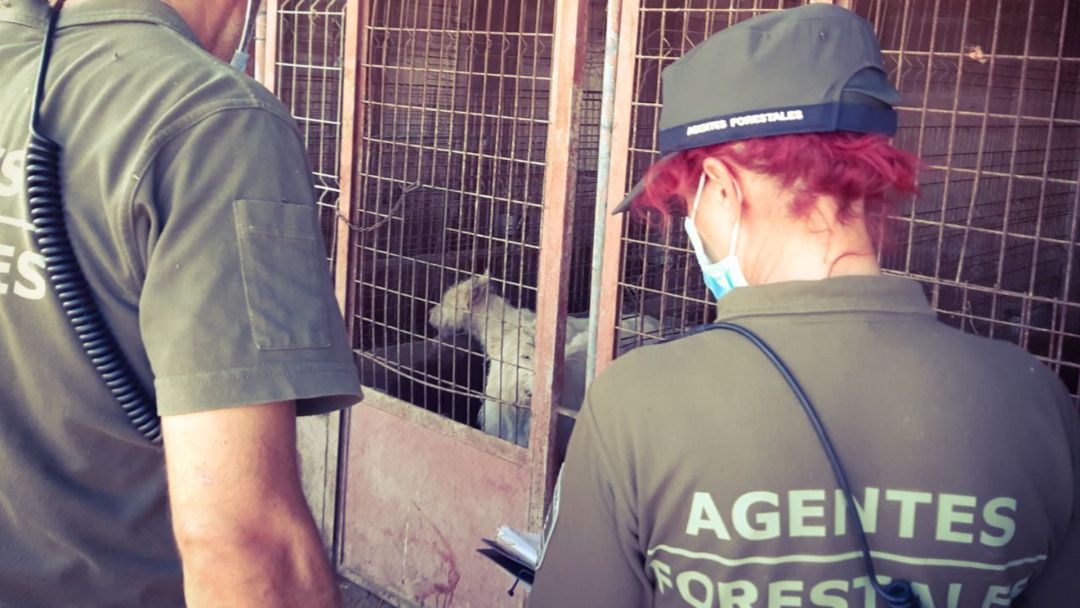 Dentro se encontraron con los cadáveres de 15 cachorros y con 87 perros en condiciones lamentables Dentro se encontraron con los cadáveres de 15 cachorros y con 87 perros en condiciones lamentables