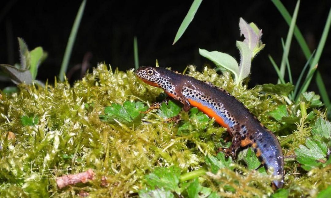 Tritón alpino, una especie vulnerable con una característica tripa naranja Tritón alpino, una especie vulnerable con una característica tripa naranja