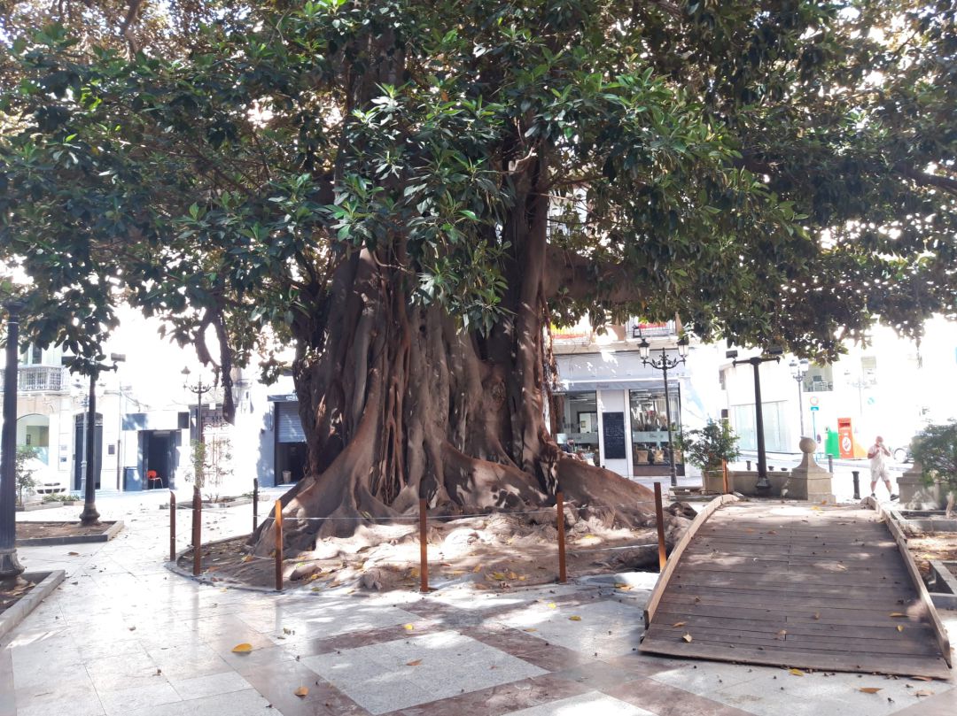 Árbol centenario de la Plaza de Gabriel Miró Árbol centenario de la Plaza de Gabriel Miró