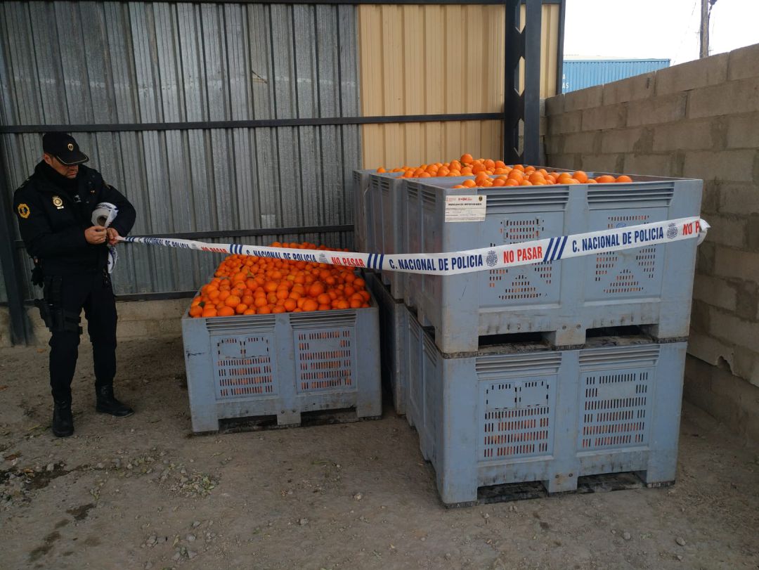 Naranjas incautadas por la Policía de la Generalitat Naranjas incautadas por la Policía de la Generalitat