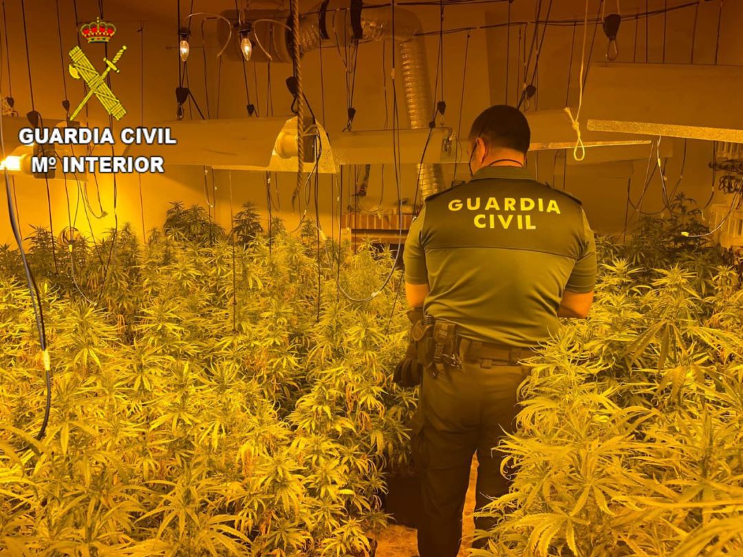 Un agente de la Guardia Civil en una plantación ilegal de 'cannabis' en San Martín de Pusa Un agente de la Guardia Civil en una plantación ilegal de 'cannabis' en San Martín de Pusa