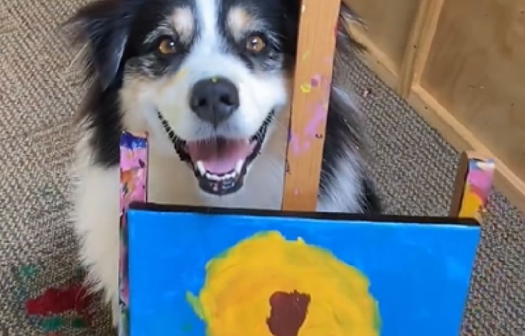 Secret, el perro que dibuja sobre lienzos Secret, el perro que dibuja sobre lienzos