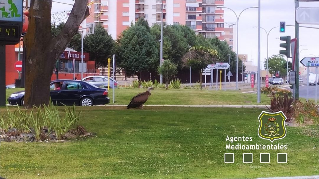 El ejemplar de buitre leonado en las inmediaciones del barrio del Polígono. El ejemplar de buitre leonado en las inmediaciones del barrio del Polígono.